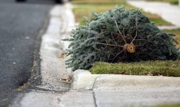 Hassle-Free Christmas Tree Pickup image